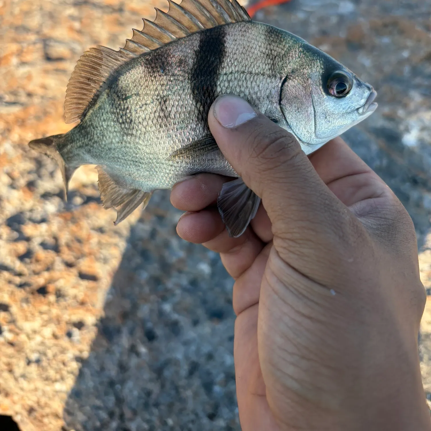 Fish caught on Fishbrain