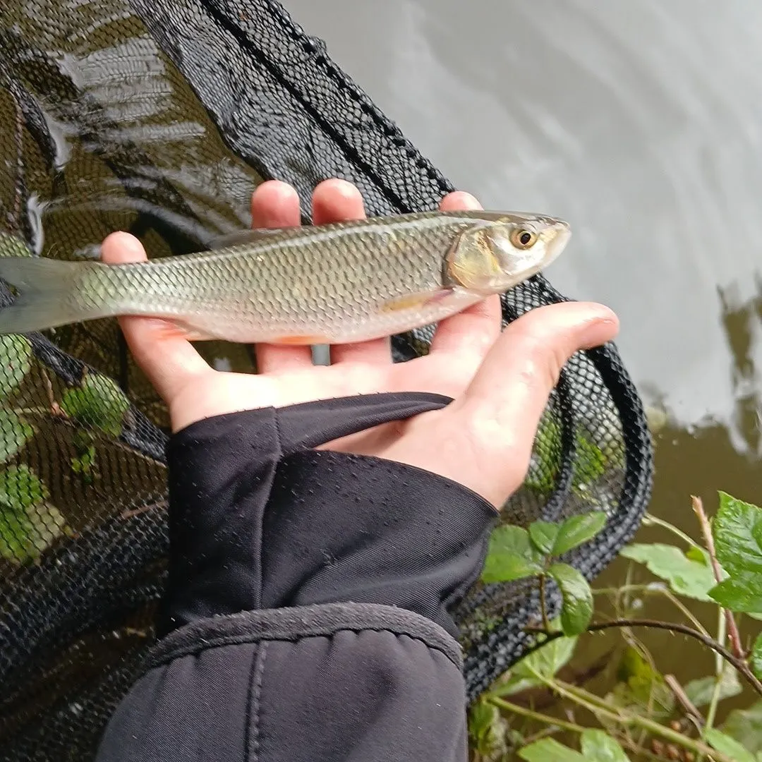 European chub caught on Fishbrain