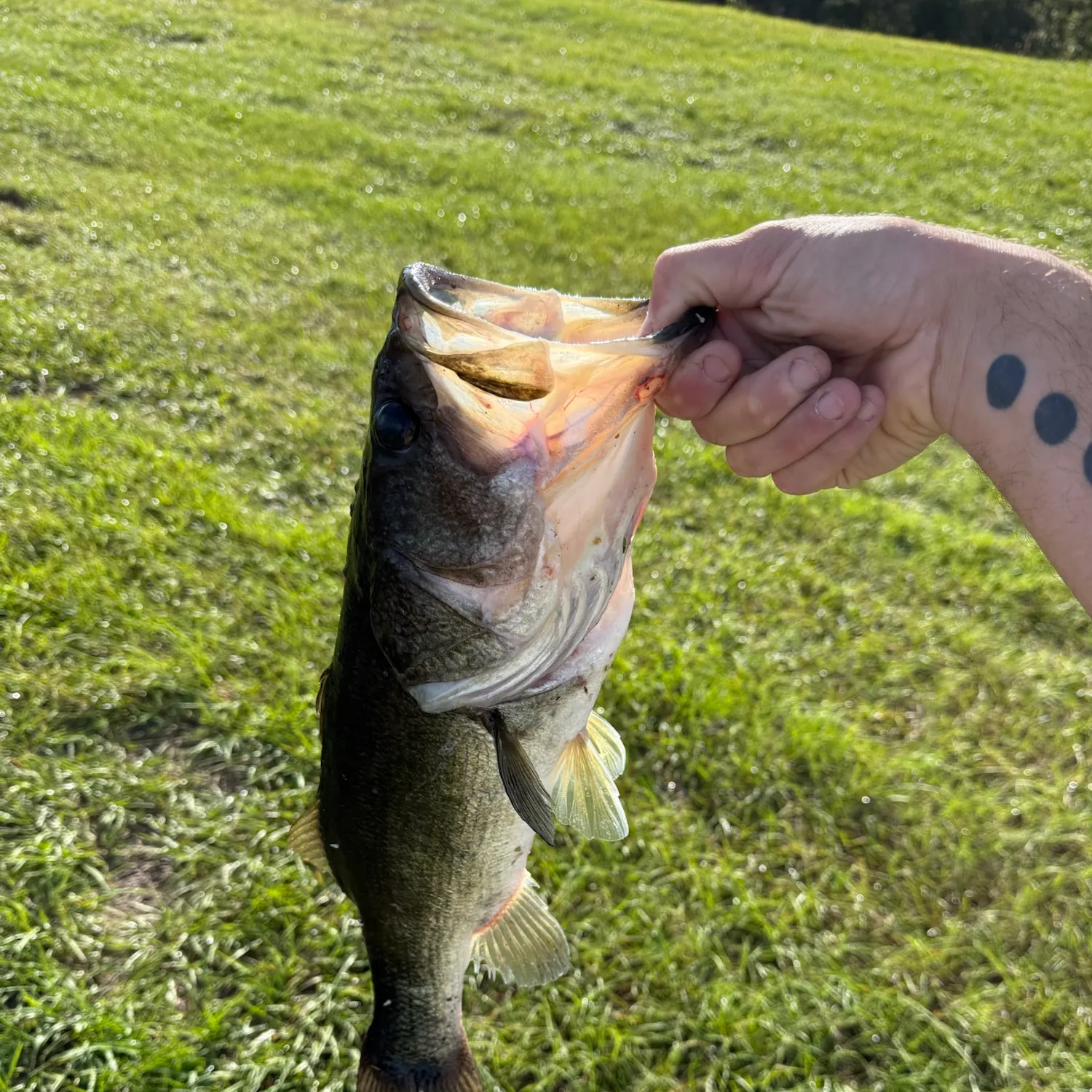 Largemouth bass caught on Fishbrain