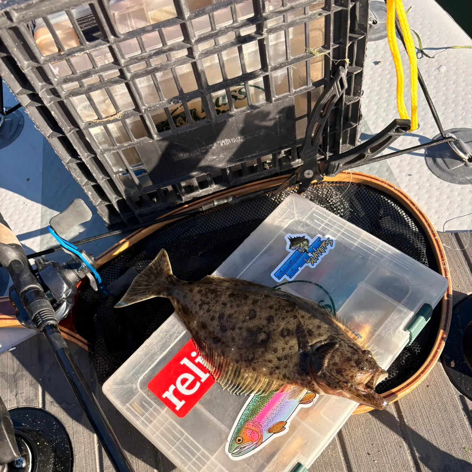 The most recent California halibut catches on Fishbrain