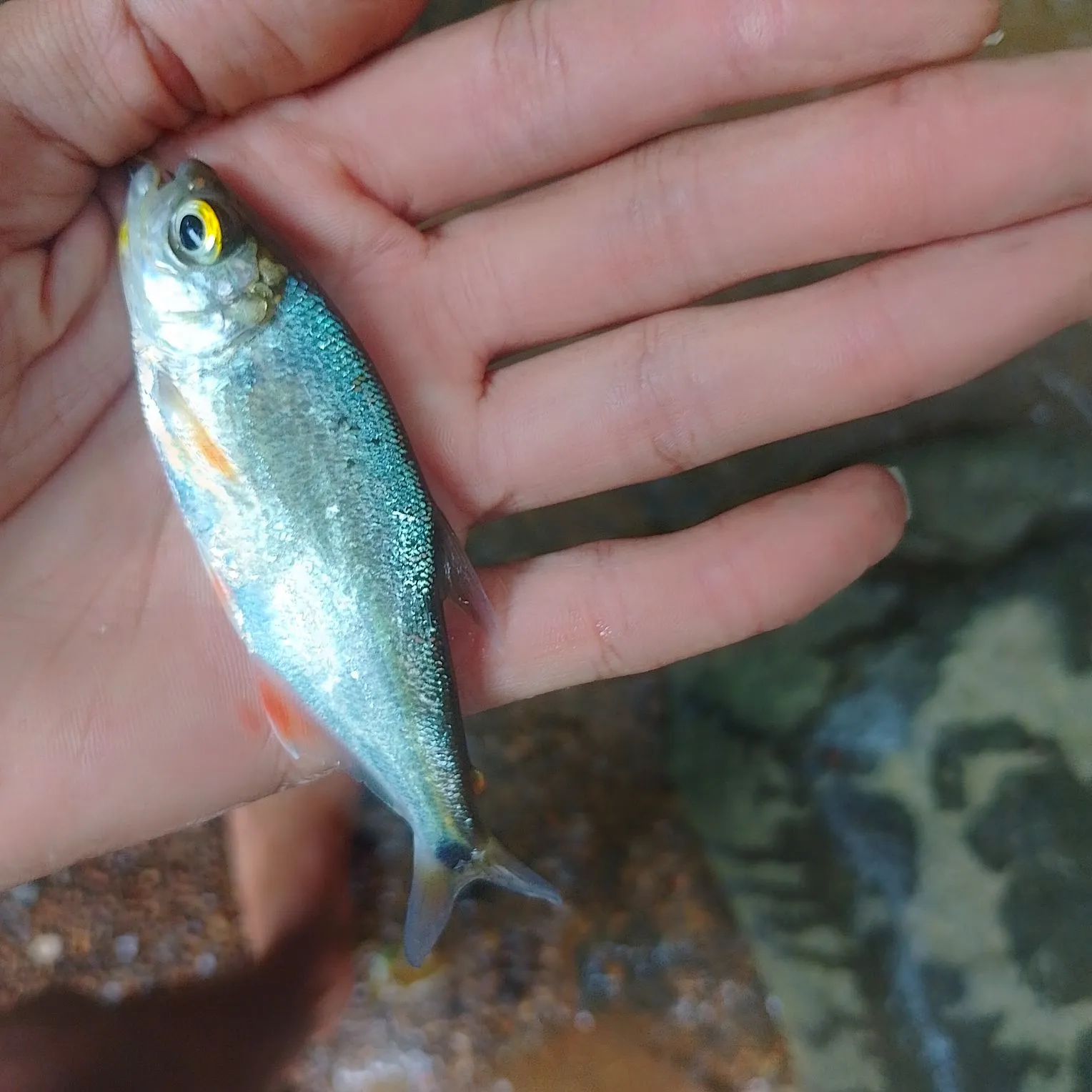 Machaca caught on Fishbrain