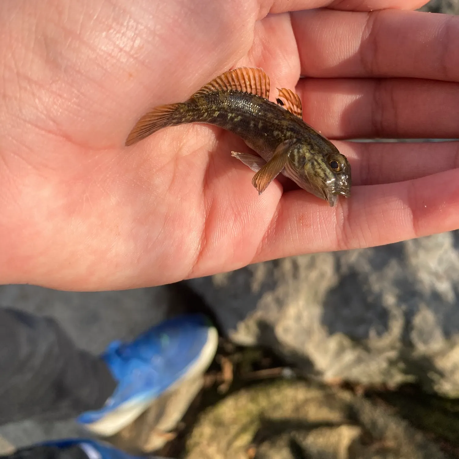 Round goby caught on Fishbrain