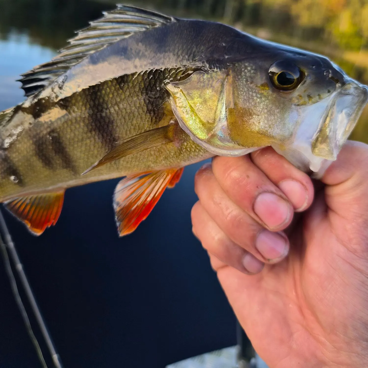 European perch caught on Fishbrain