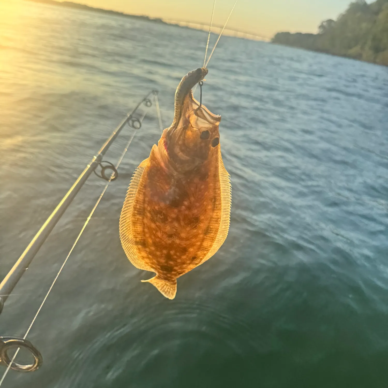 Summer flounder caught on Fishbrain