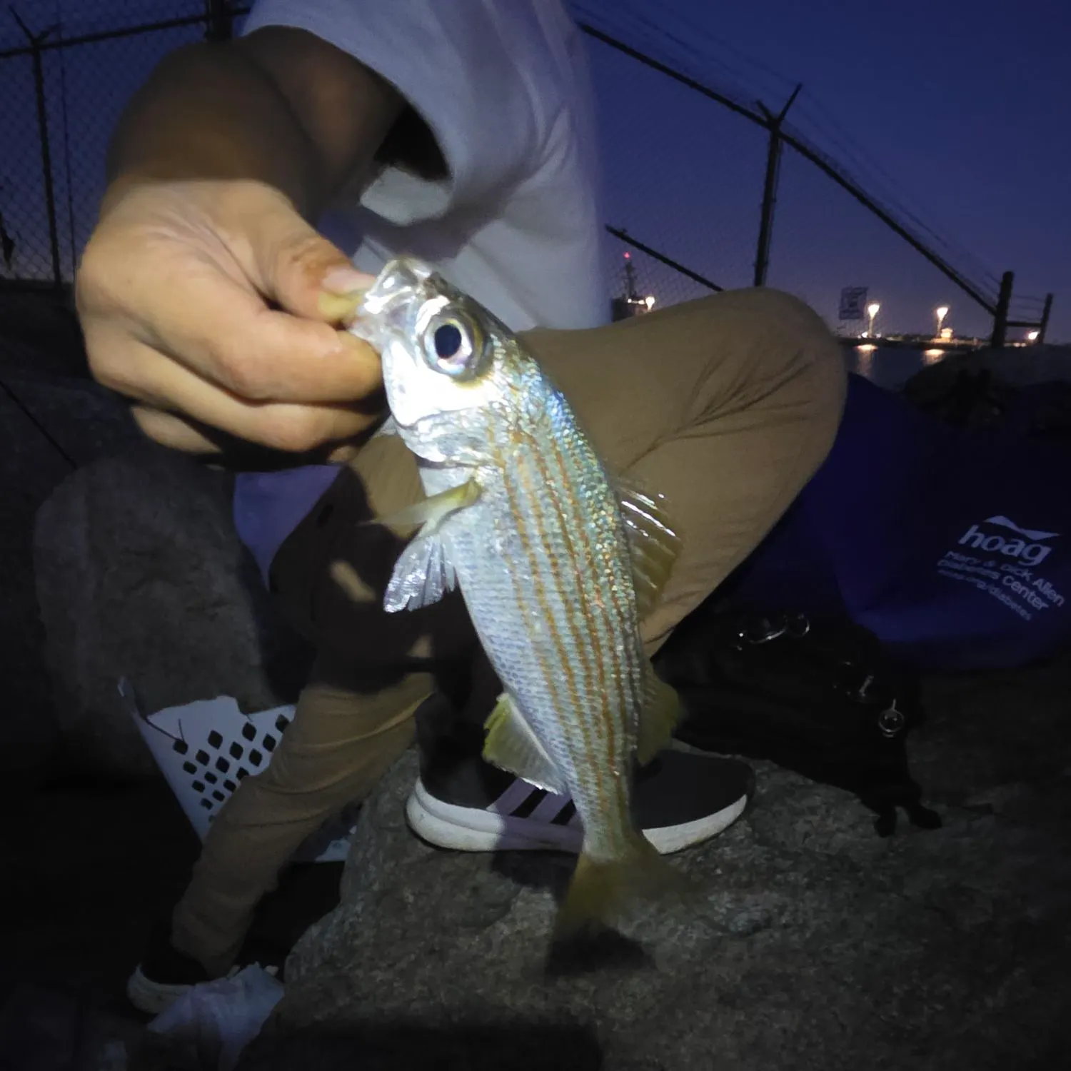 Californian salema caught on Fishbrain