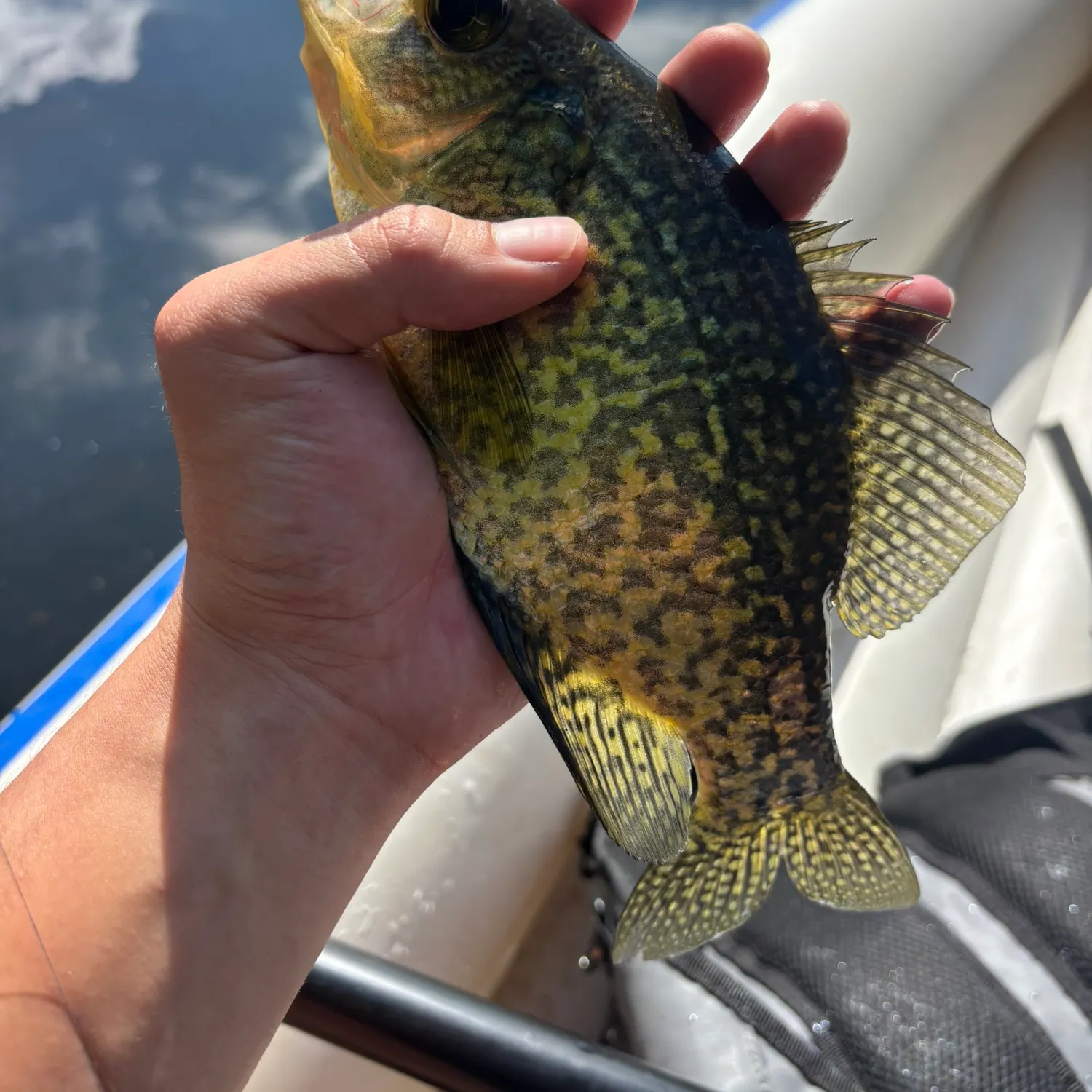 Black crappie caught on Fishbrain