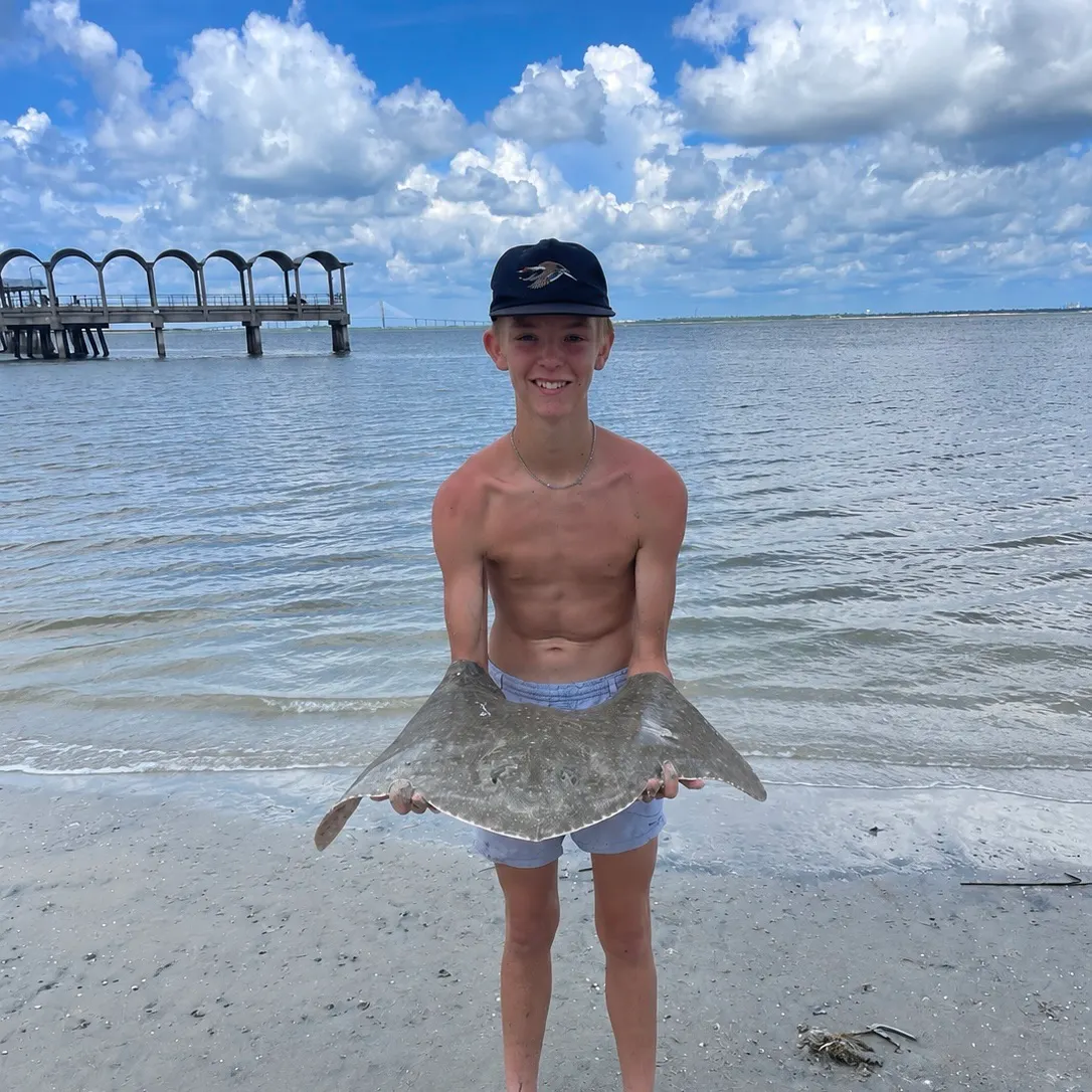 The most recent Spiny butterfly ray catches on Fishbrain