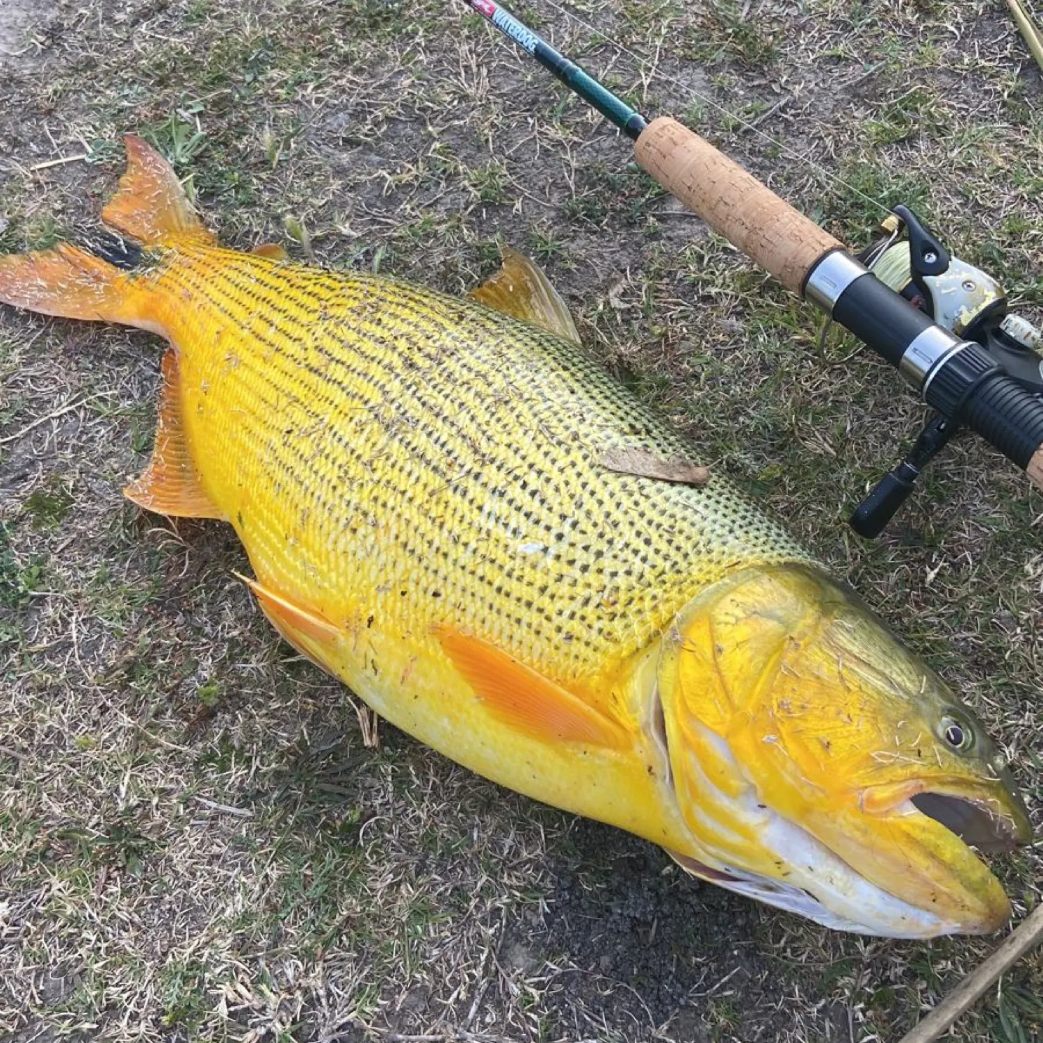 The most popular recent Golden dorado catch on Fishbrain