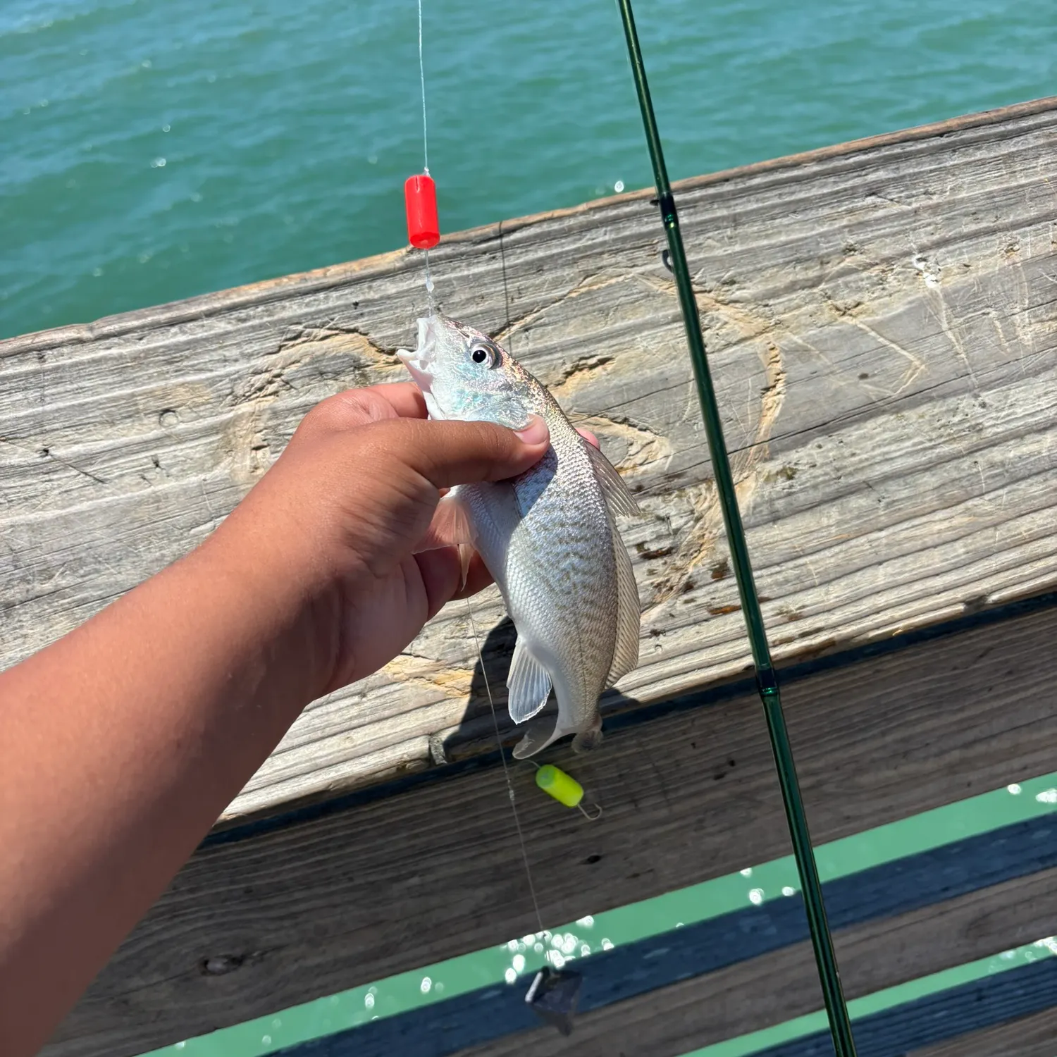 The most recent Atlantic croaker catches on Fishbrain