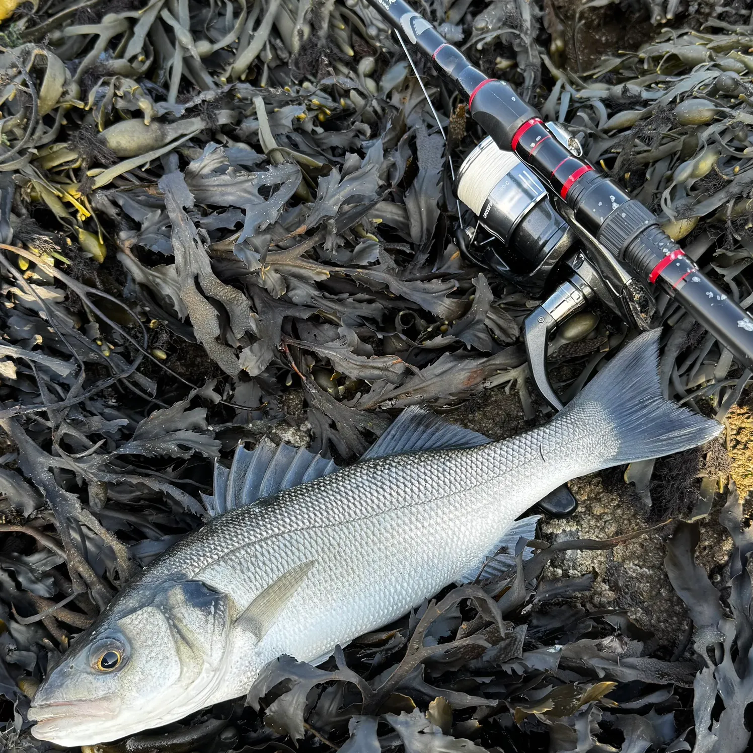 European seabass caught on Fishbrain