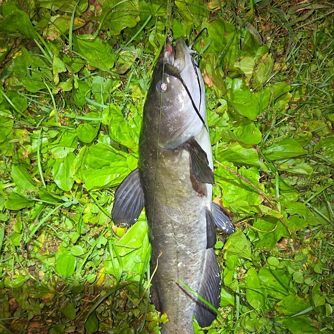 White bullhead caught on Fishbrain