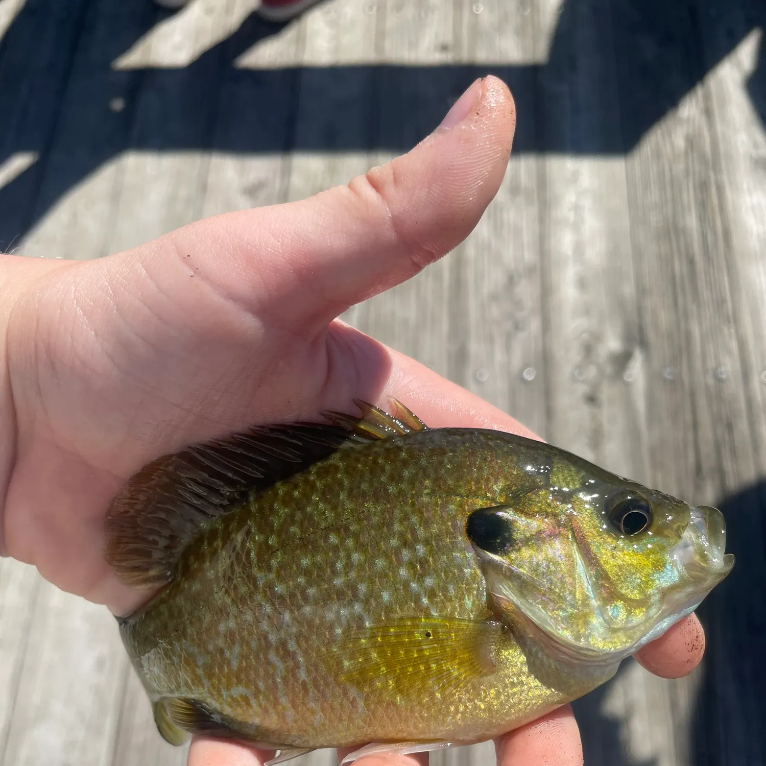 Greengill hybrid caught on Fishbrain
