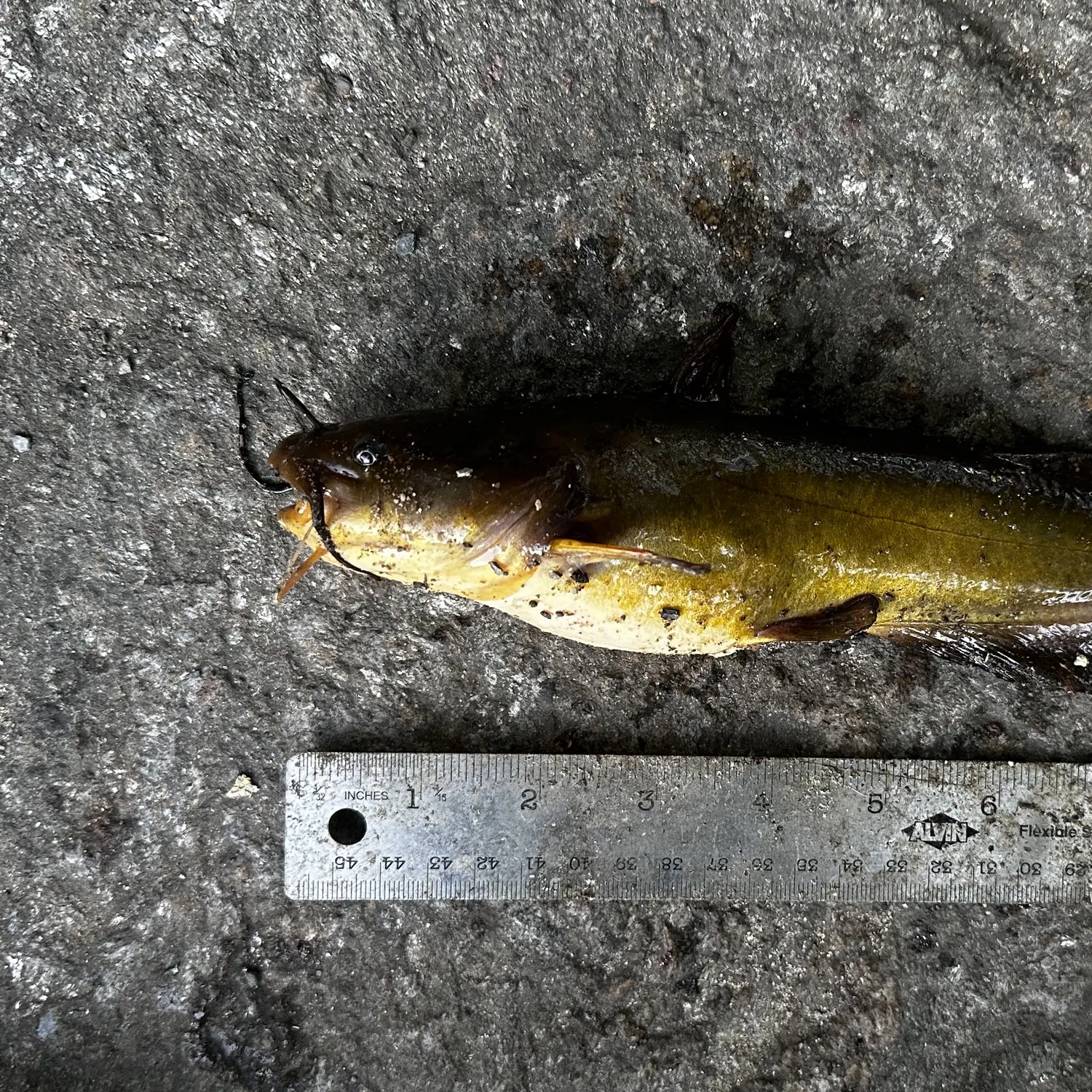 Yellow bullhead caught on Fishbrain