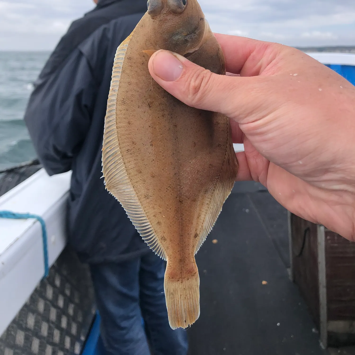 The most recent Brill catches on Fishbrain