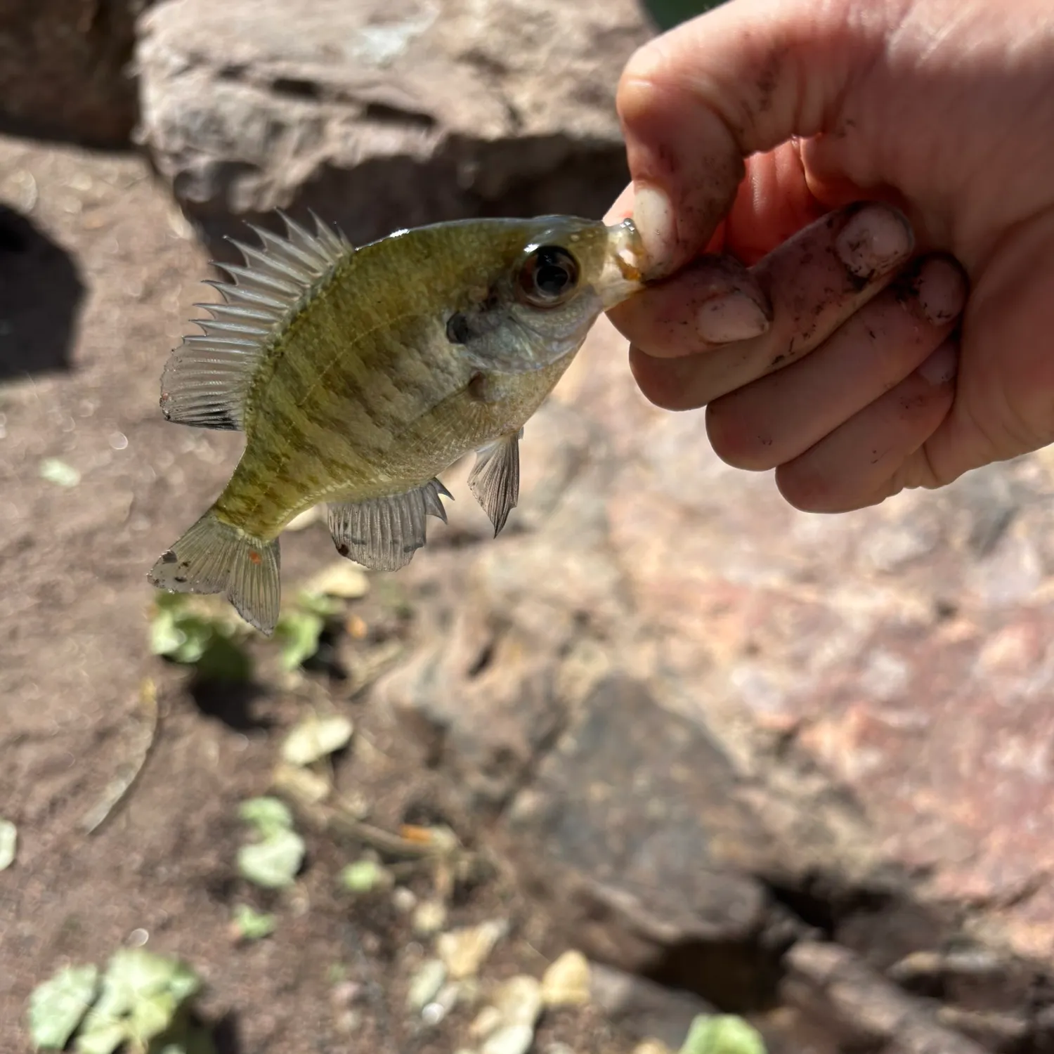 White crappie caught on Fishbrain