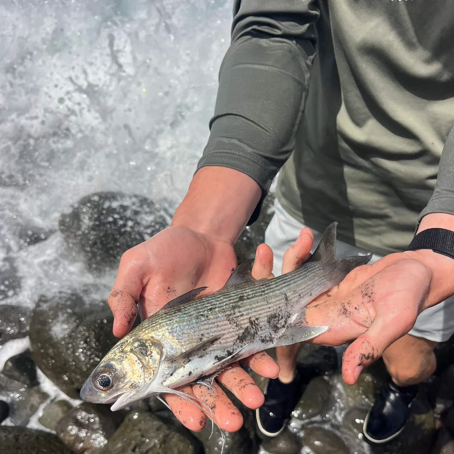 The most recent Sixfinger threadfin catches on Fishbrain