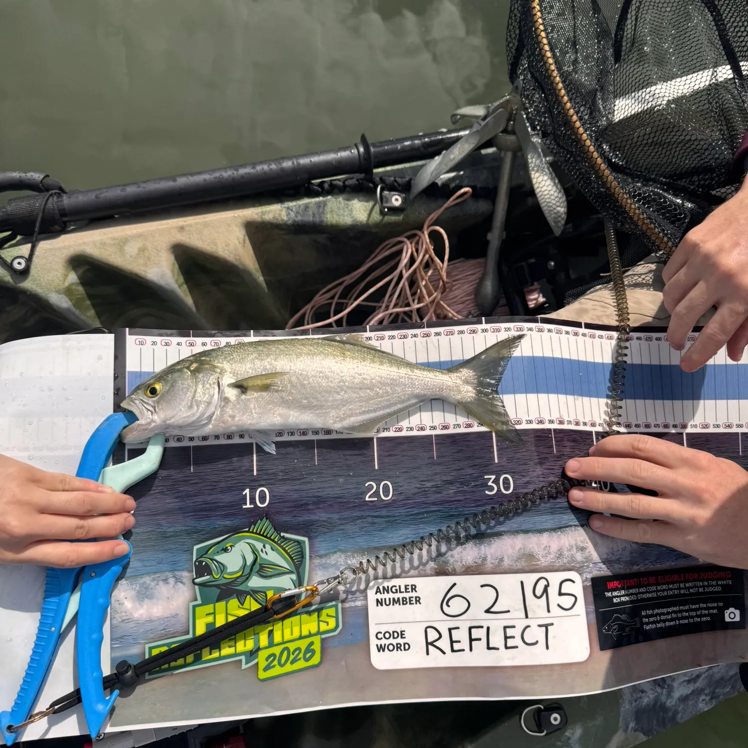 Bluefish caught on Fishbrain
