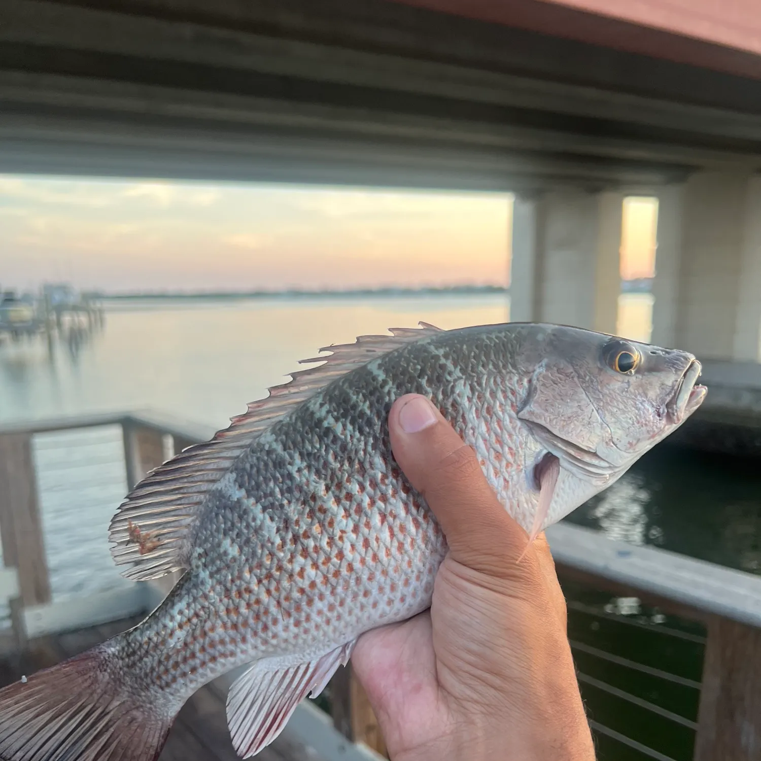 Mangrove snapper caught on Fishbrain