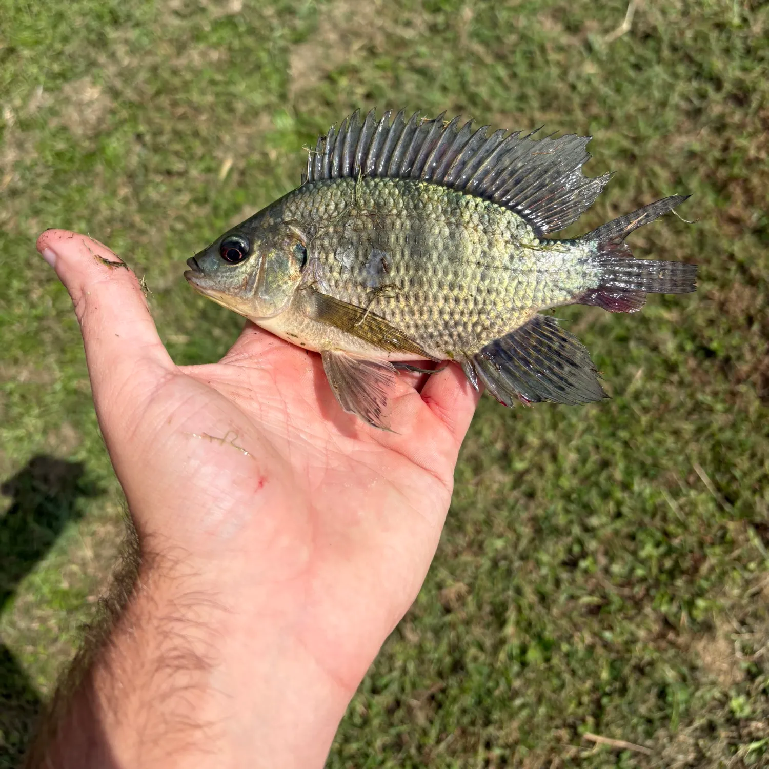 Nile tilapia caught on Fishbrain