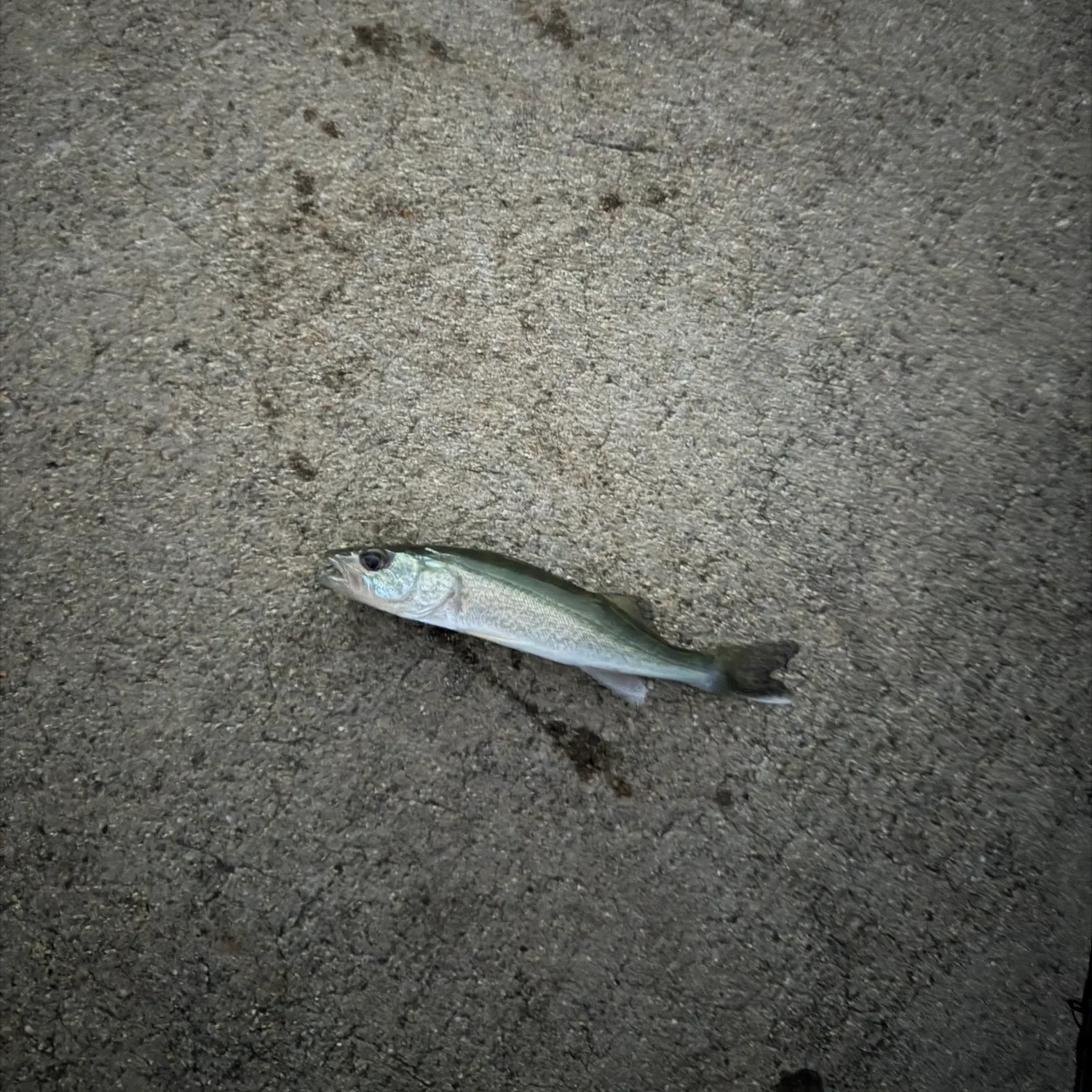 Walleye caught on Fishbrain