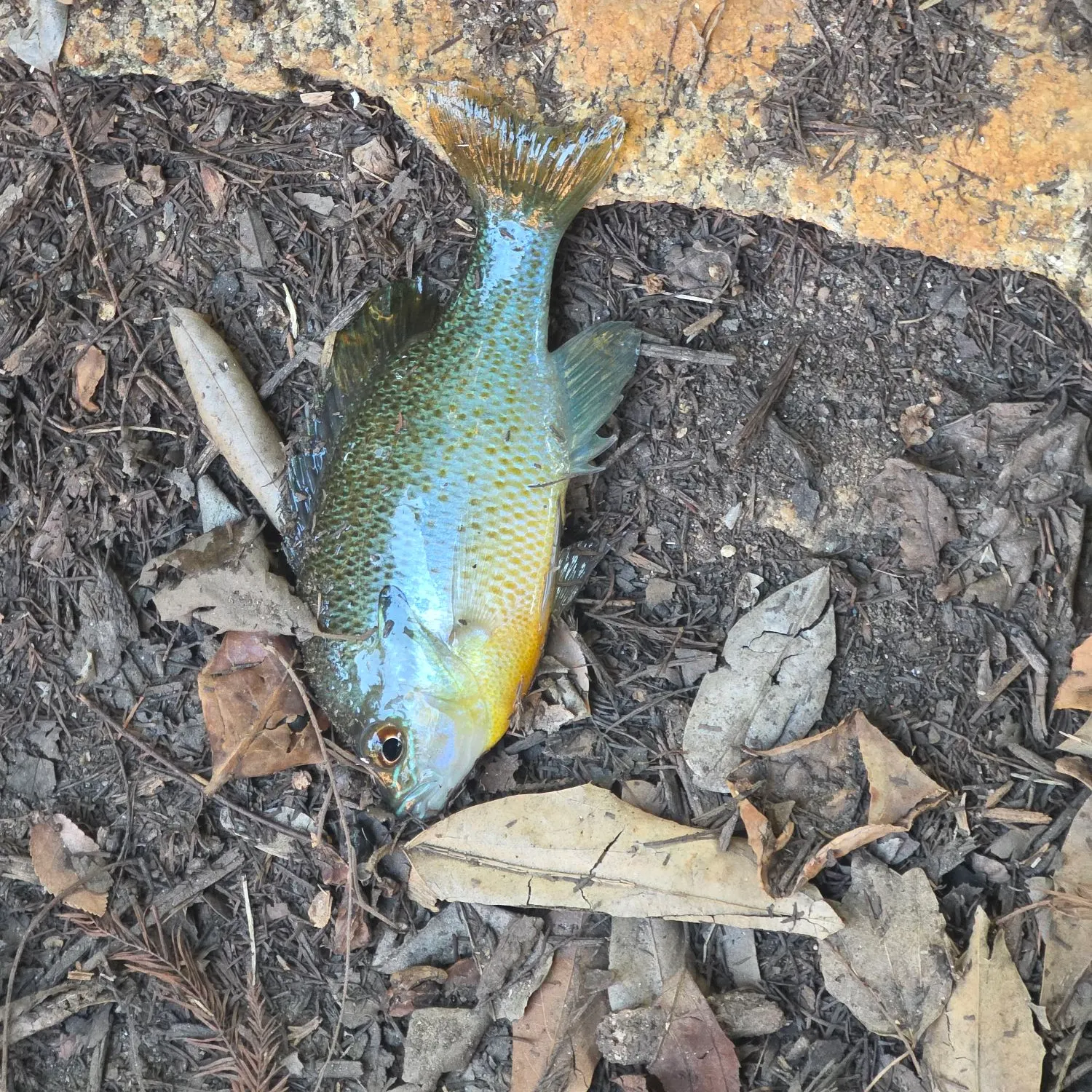 Redbreast sunfish caught on Fishbrain