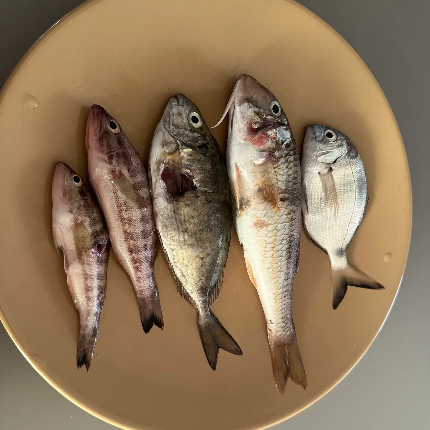 The most recent Striped red mullet catches on Fishbrain