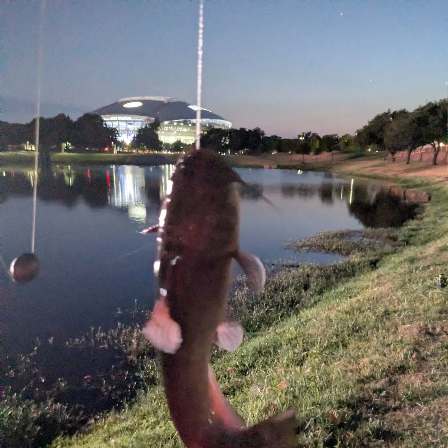 Black bullhead caught on Fishbrain