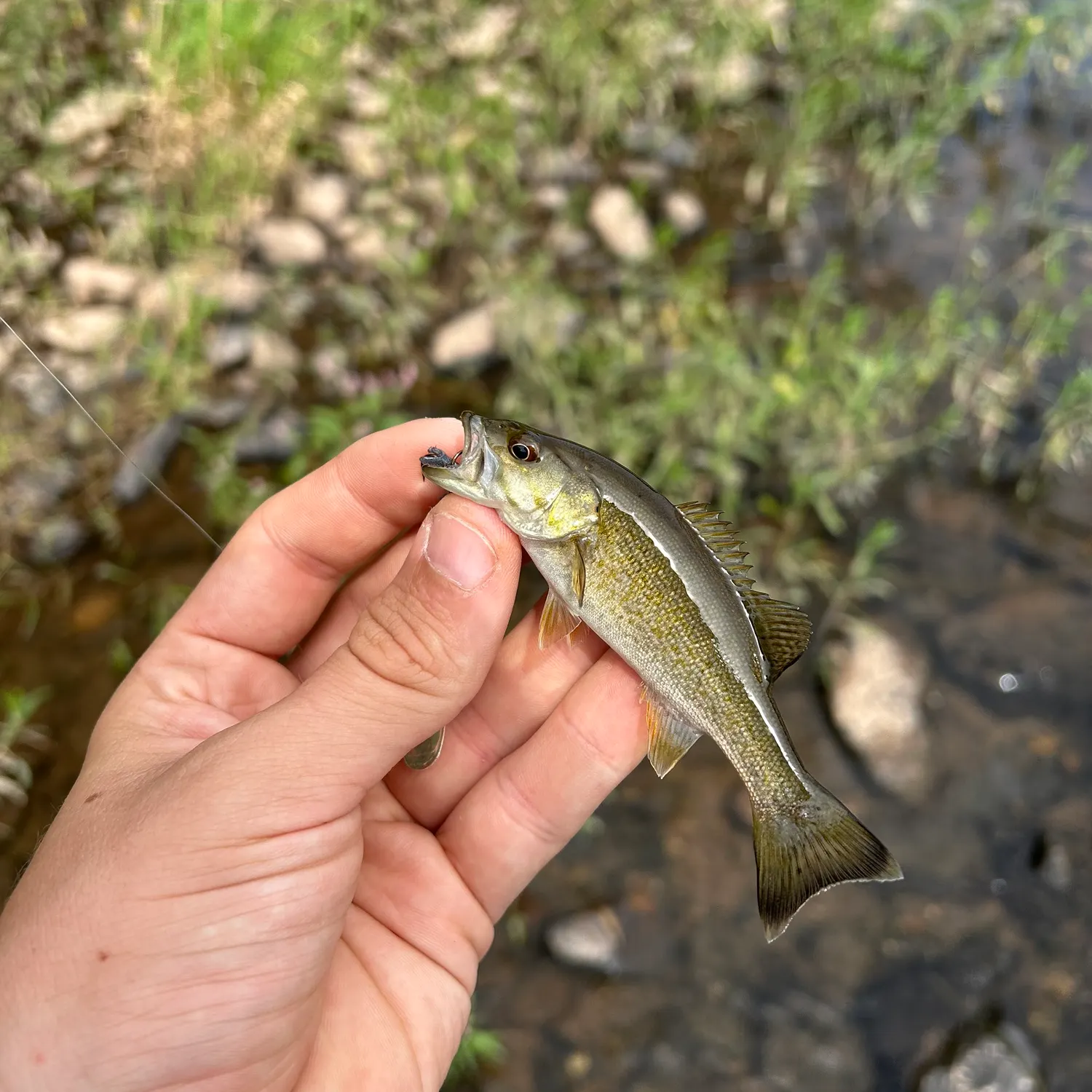 Smallmouth bass caught on Fishbrain