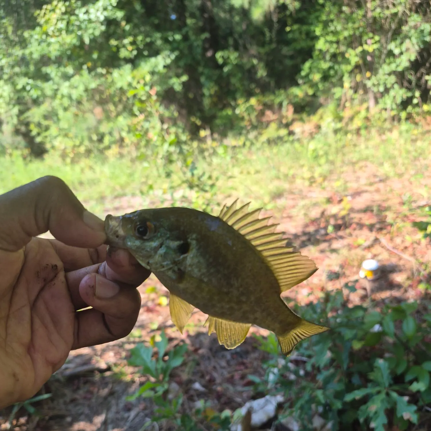 Redear sunfish caught on Fishbrain