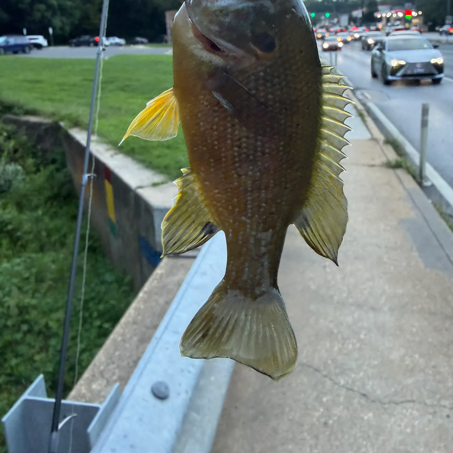 Green sunfish caught on Fishbrain