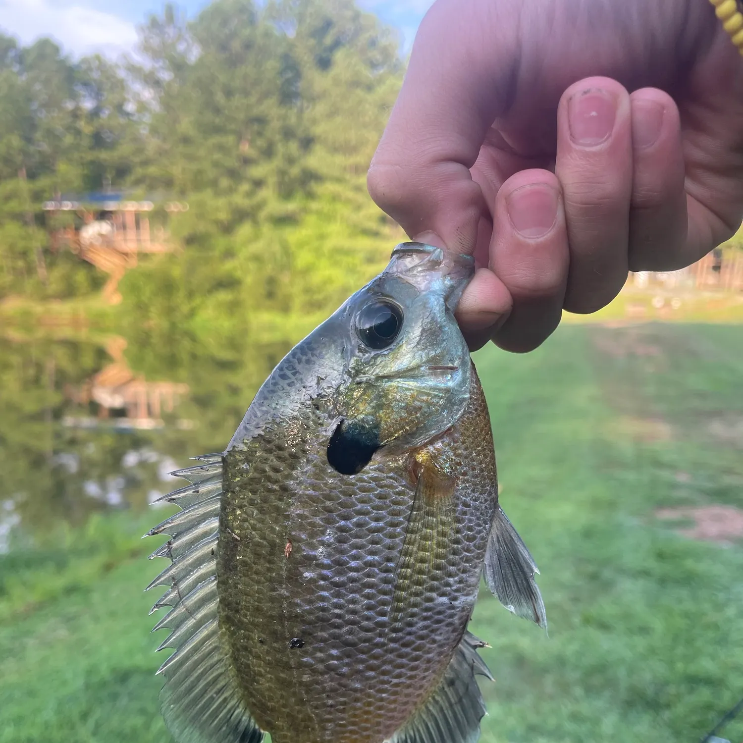Bluegill caught on Fishbrain