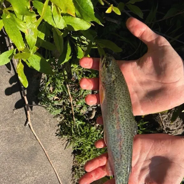 Rainbow trout caught on Fishbrain