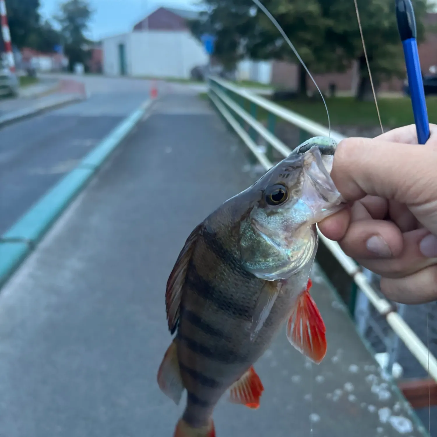 European perch caught on Fishbrain