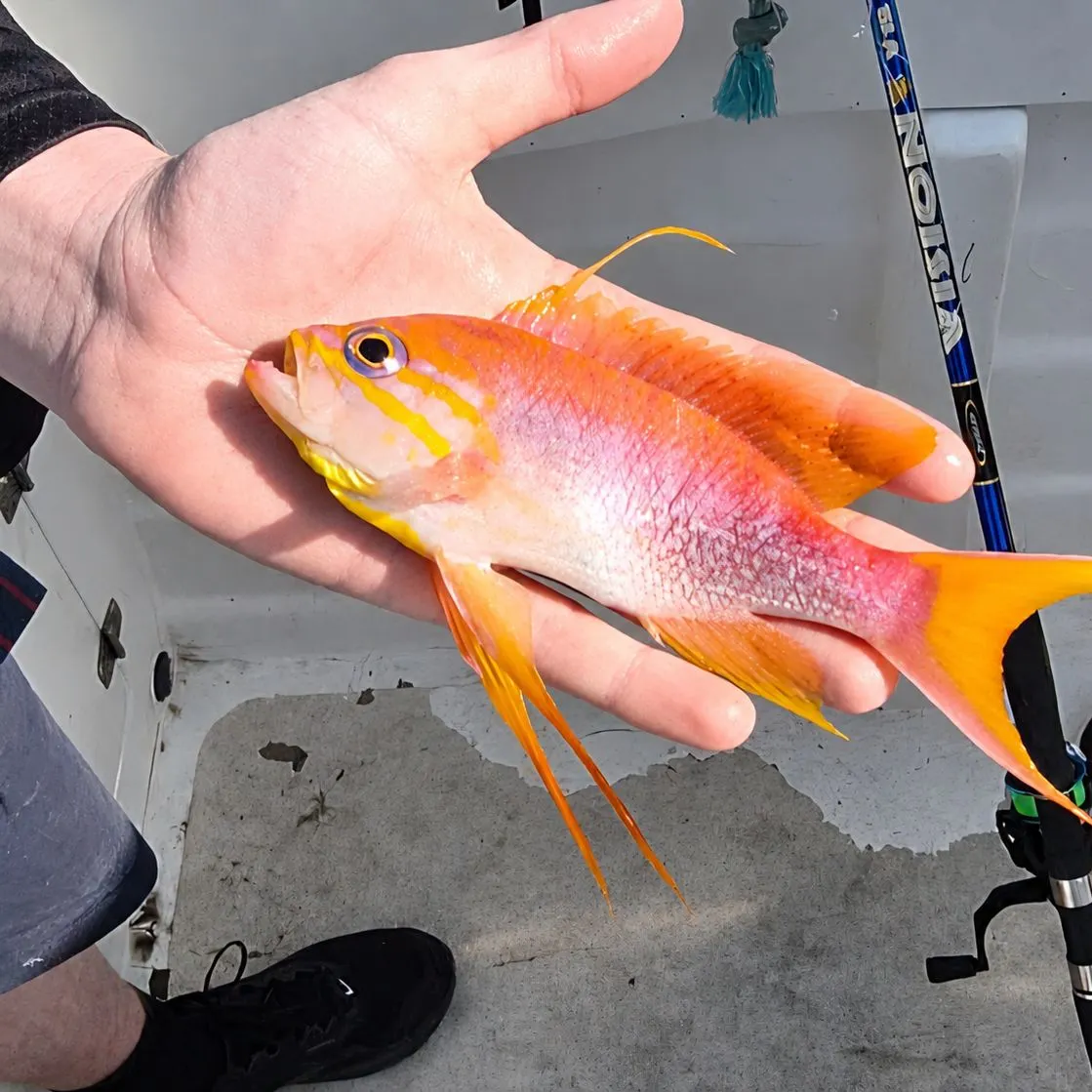The most recent Swallowtail seaperch catches on Fishbrain