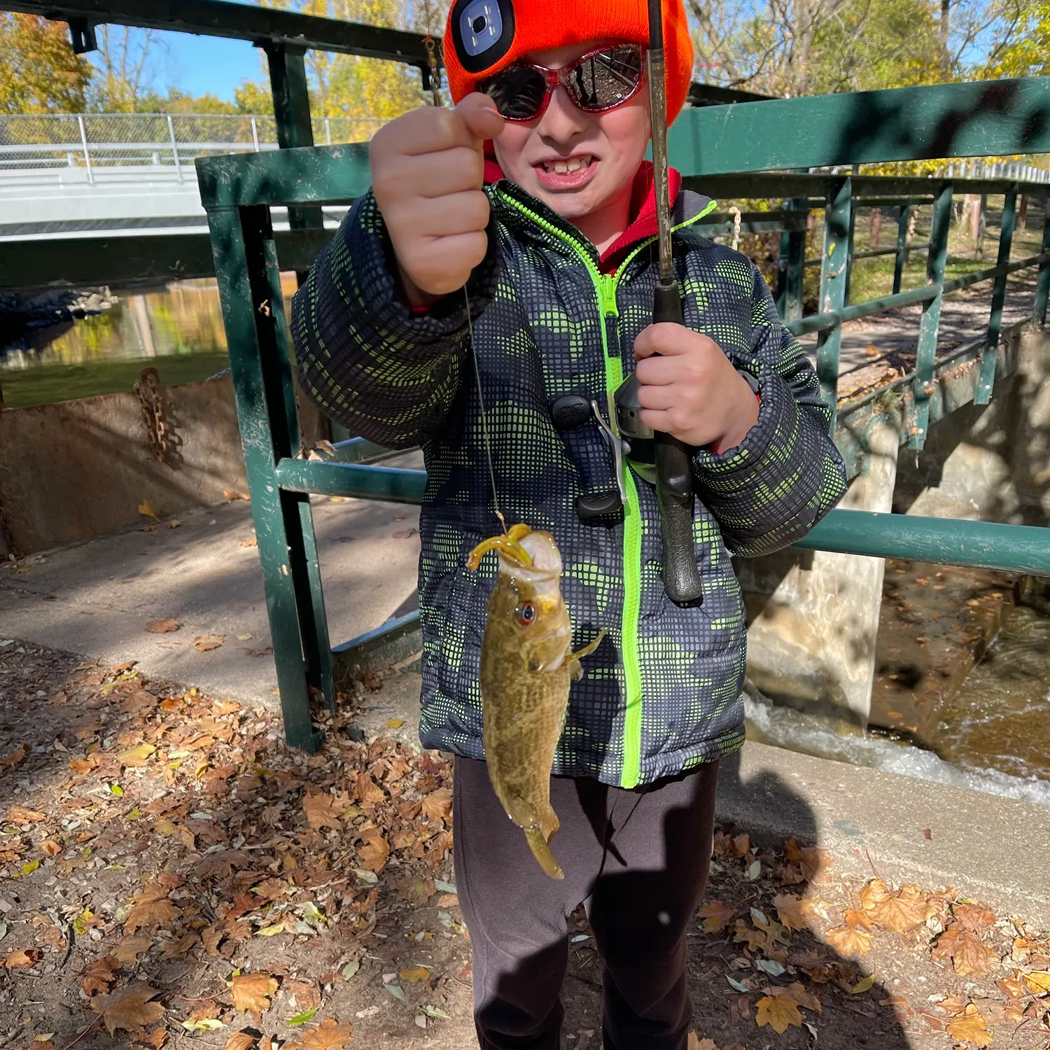 The most recent Grass pickerel catches on Fishbrain
