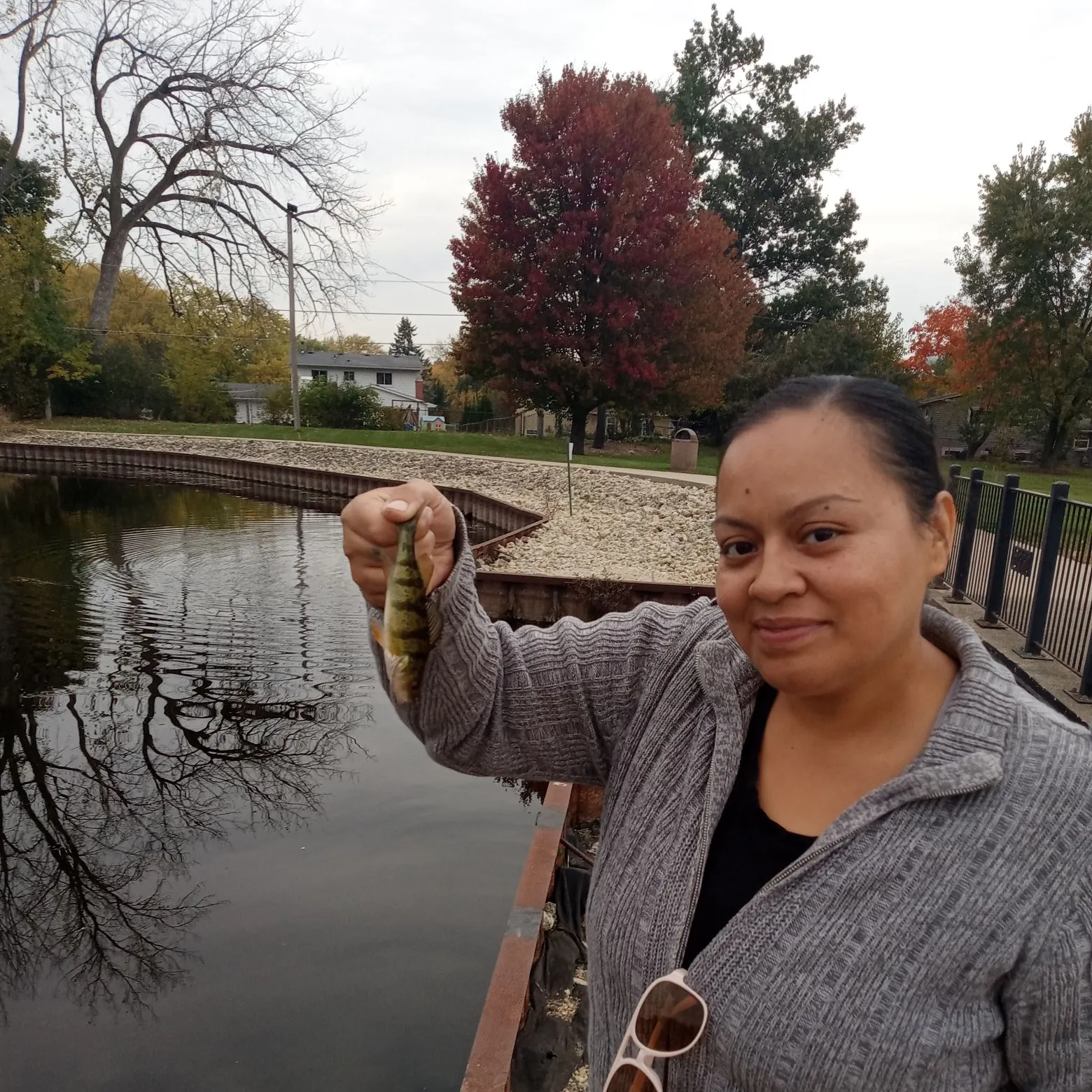Yellow perch caught on Fishbrain