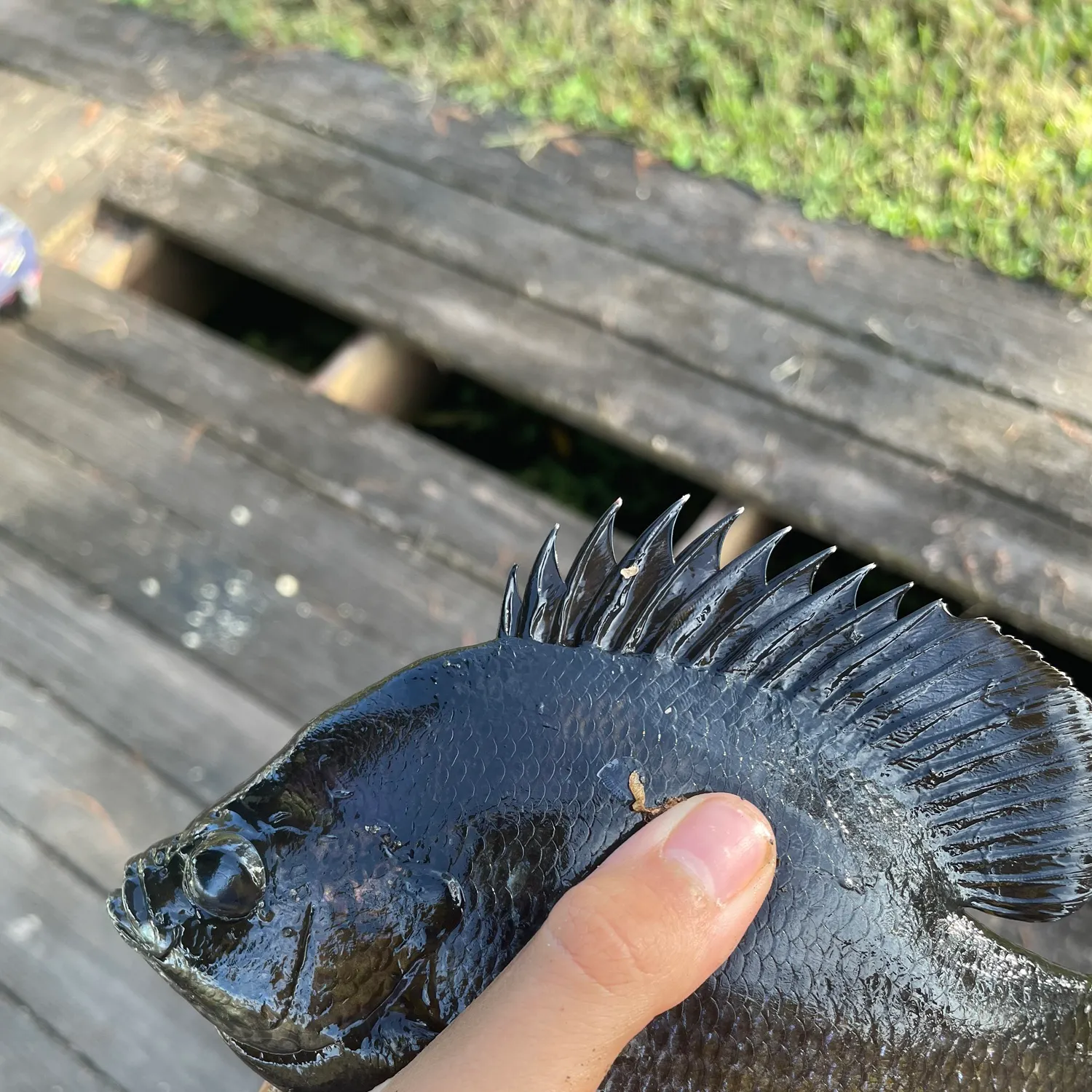 The most recent Redspotted sunfish catches on Fishbrain