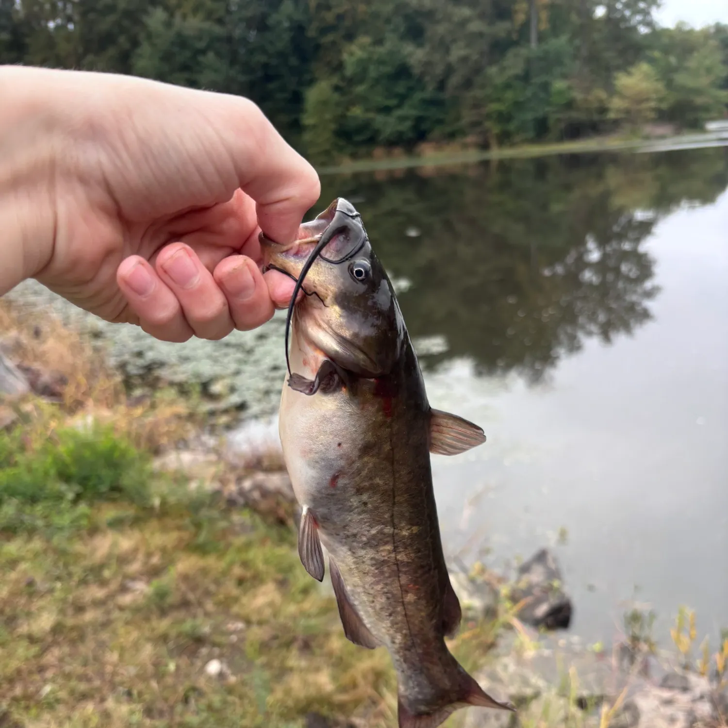Brown bullhead caught on Fishbrain