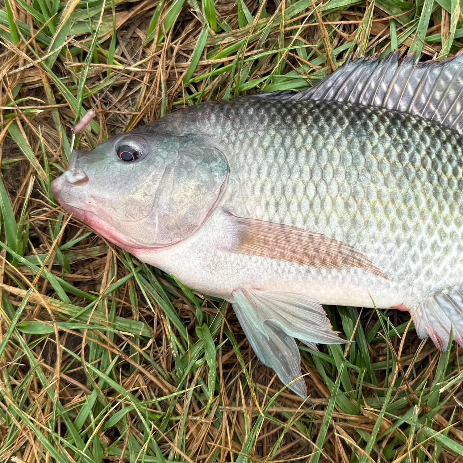 Nile tilapia caught on Fishbrain