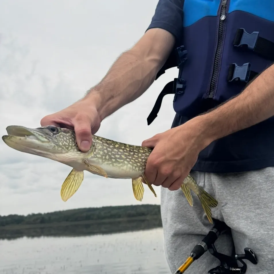 Northern pike caught on Fishbrain
