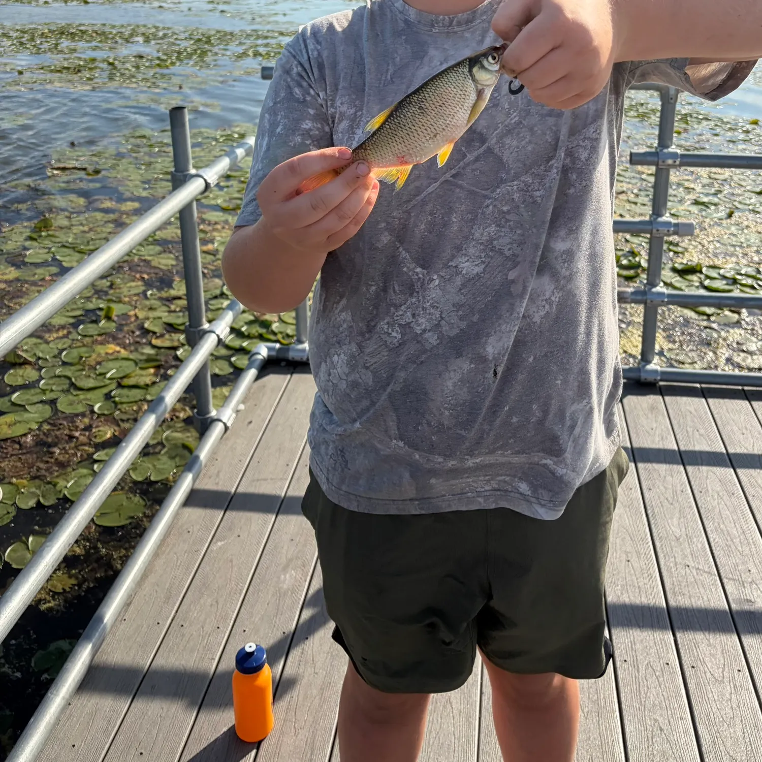 Golden shiner caught on Fishbrain