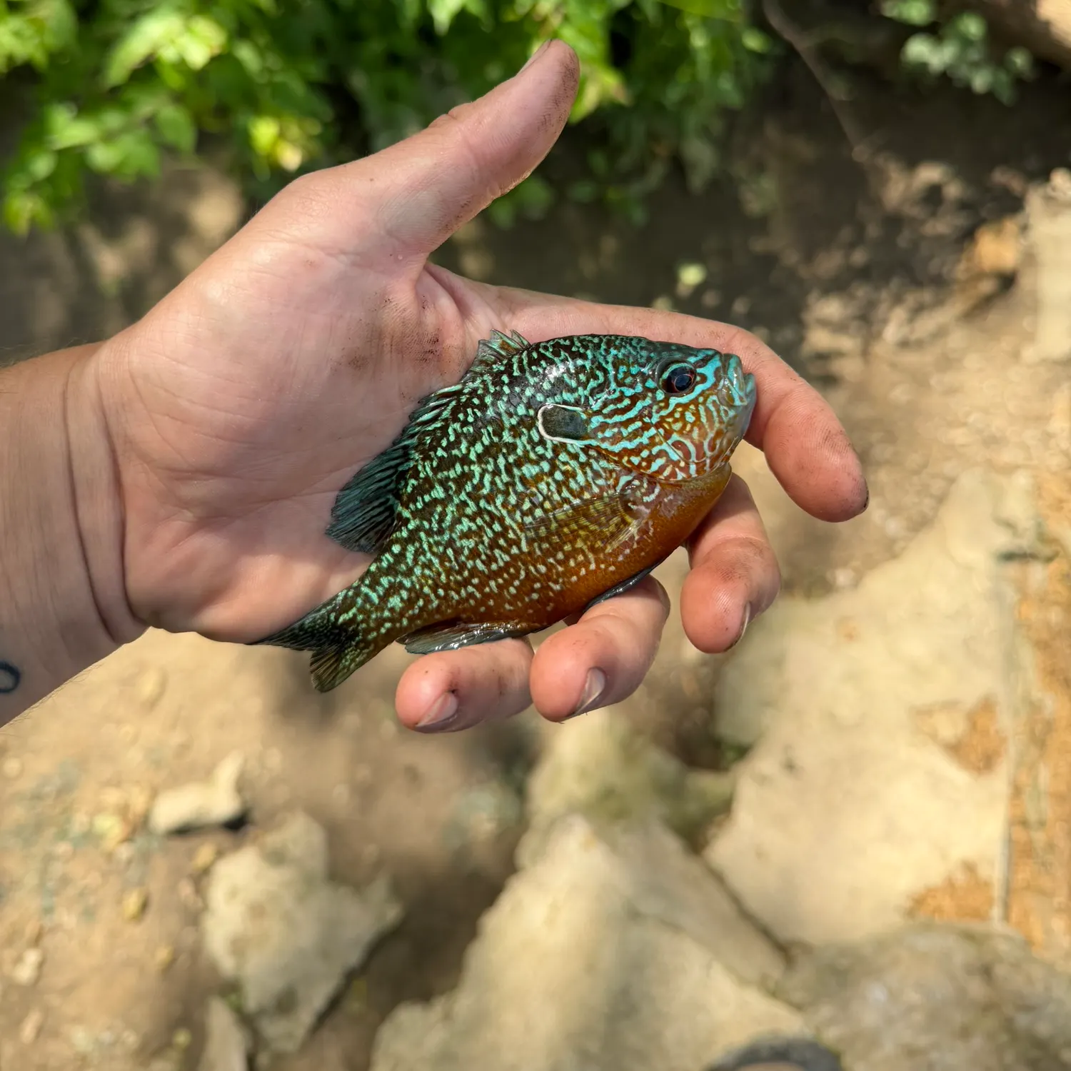 The most recent Longear sunfish catches on Fishbrain