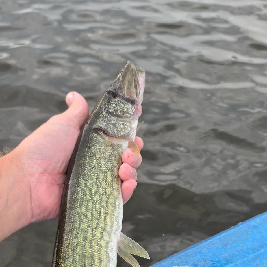 Chain pickerel caught on Fishbrain
