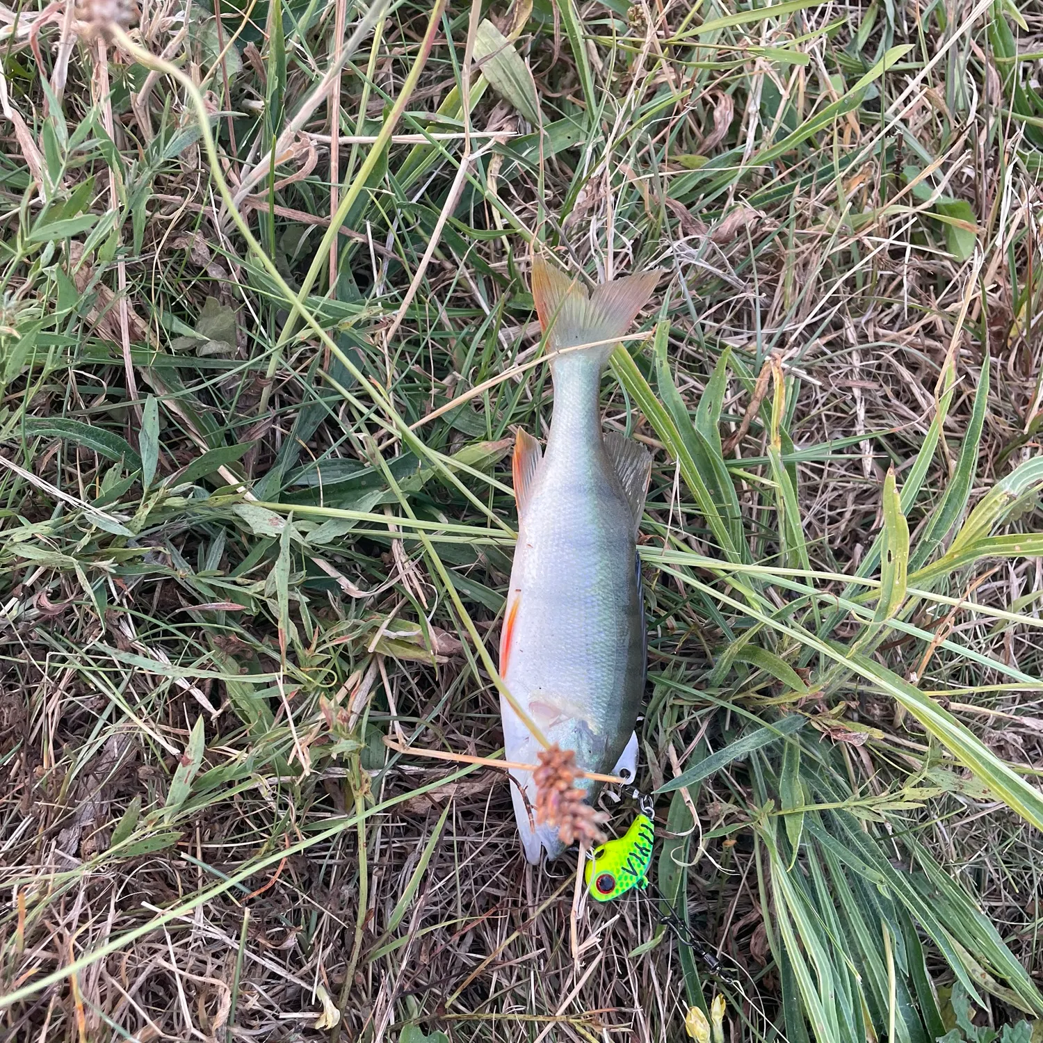 European perch caught on Fishbrain
