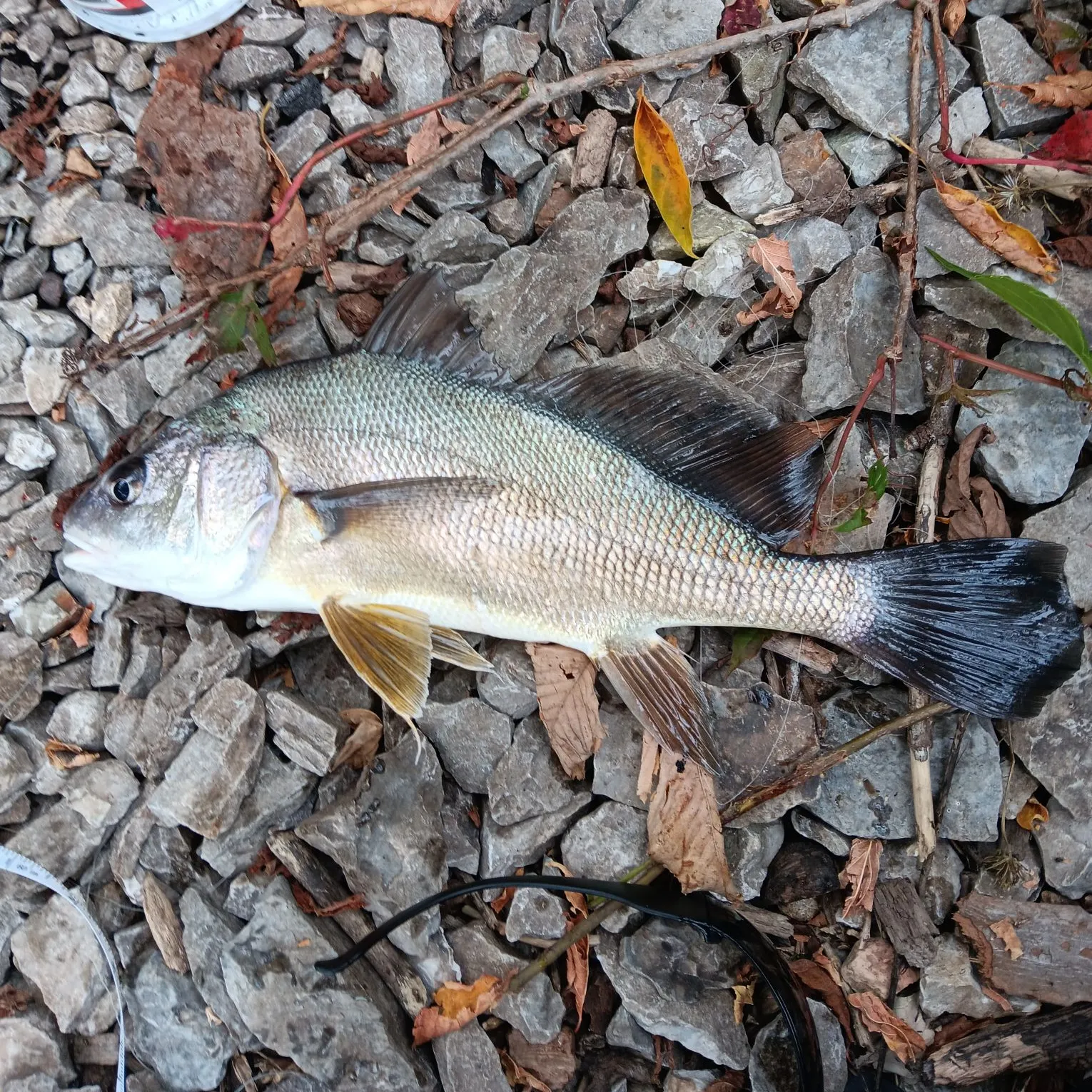 Freshwater drum caught on Fishbrain