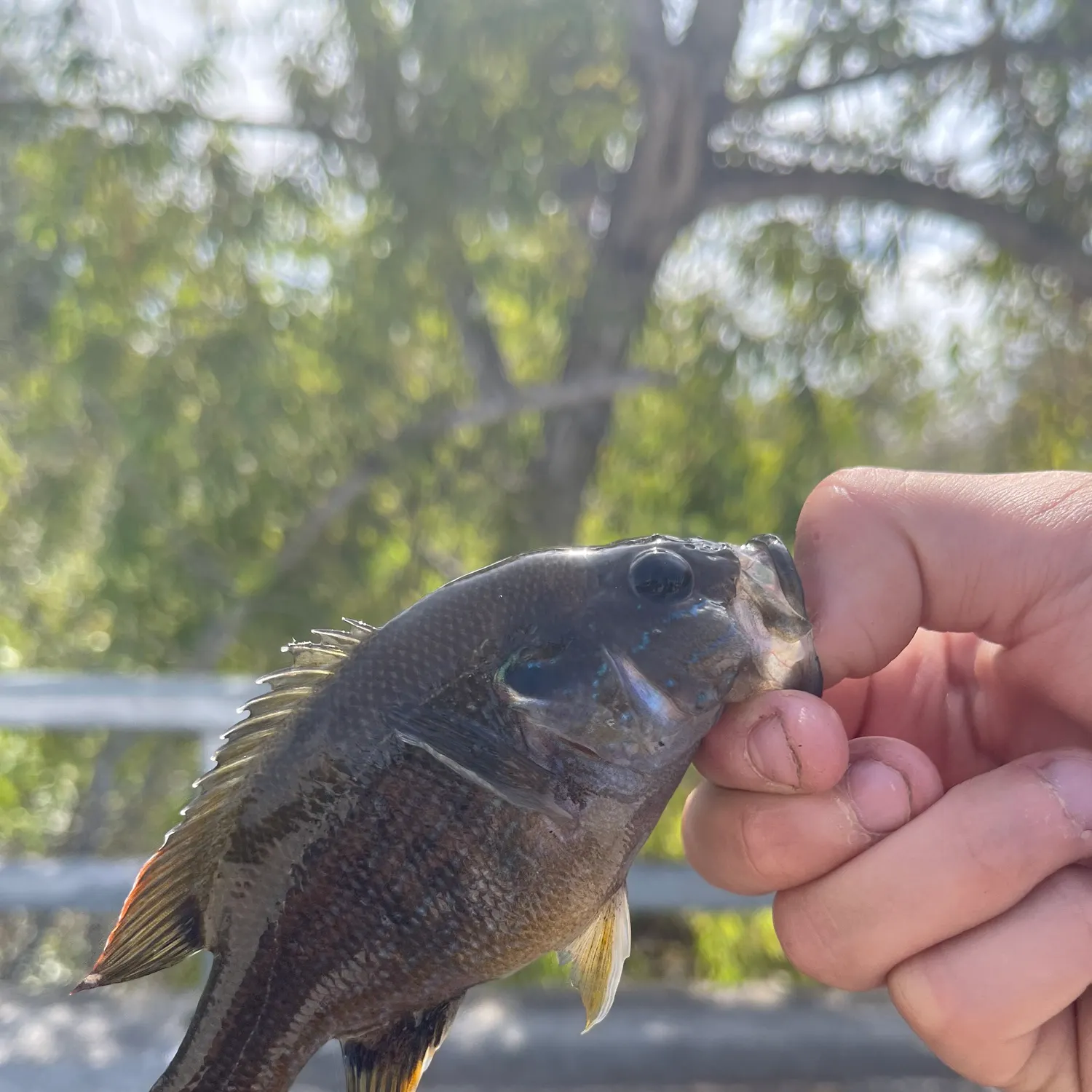 Green sunfish caught on Fishbrain