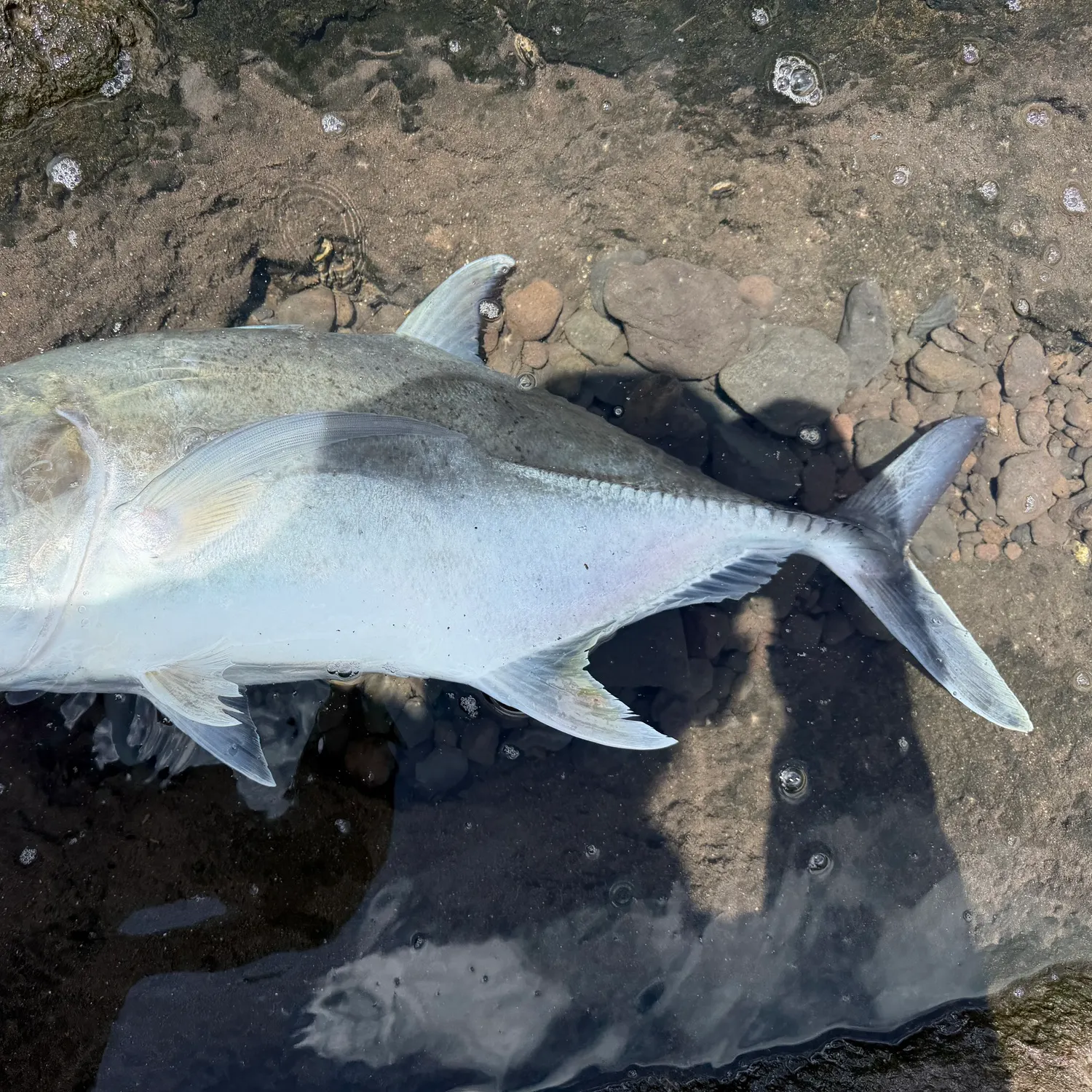 The most recent Giant trevally catches on Fishbrain