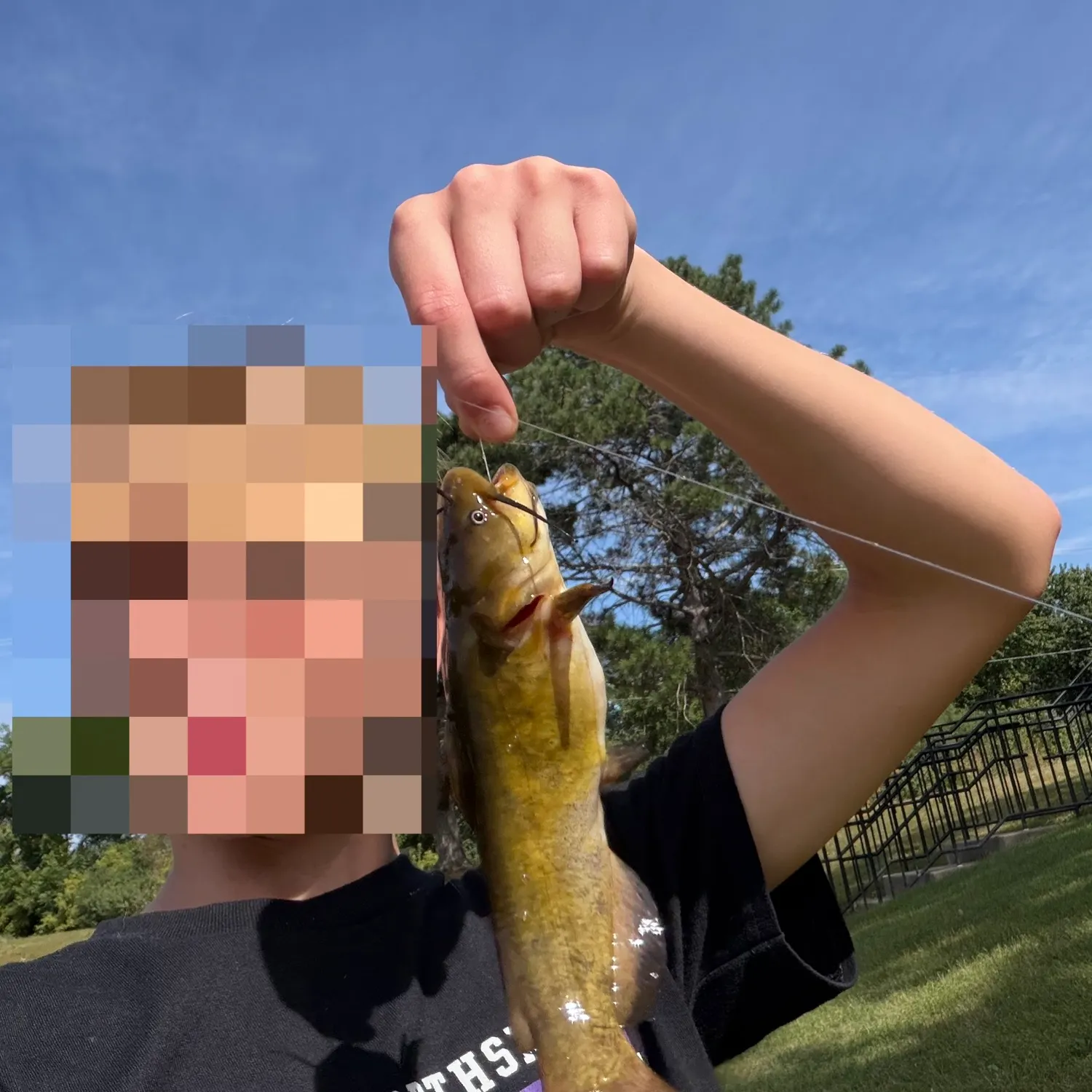 Yellow bullhead caught on Fishbrain