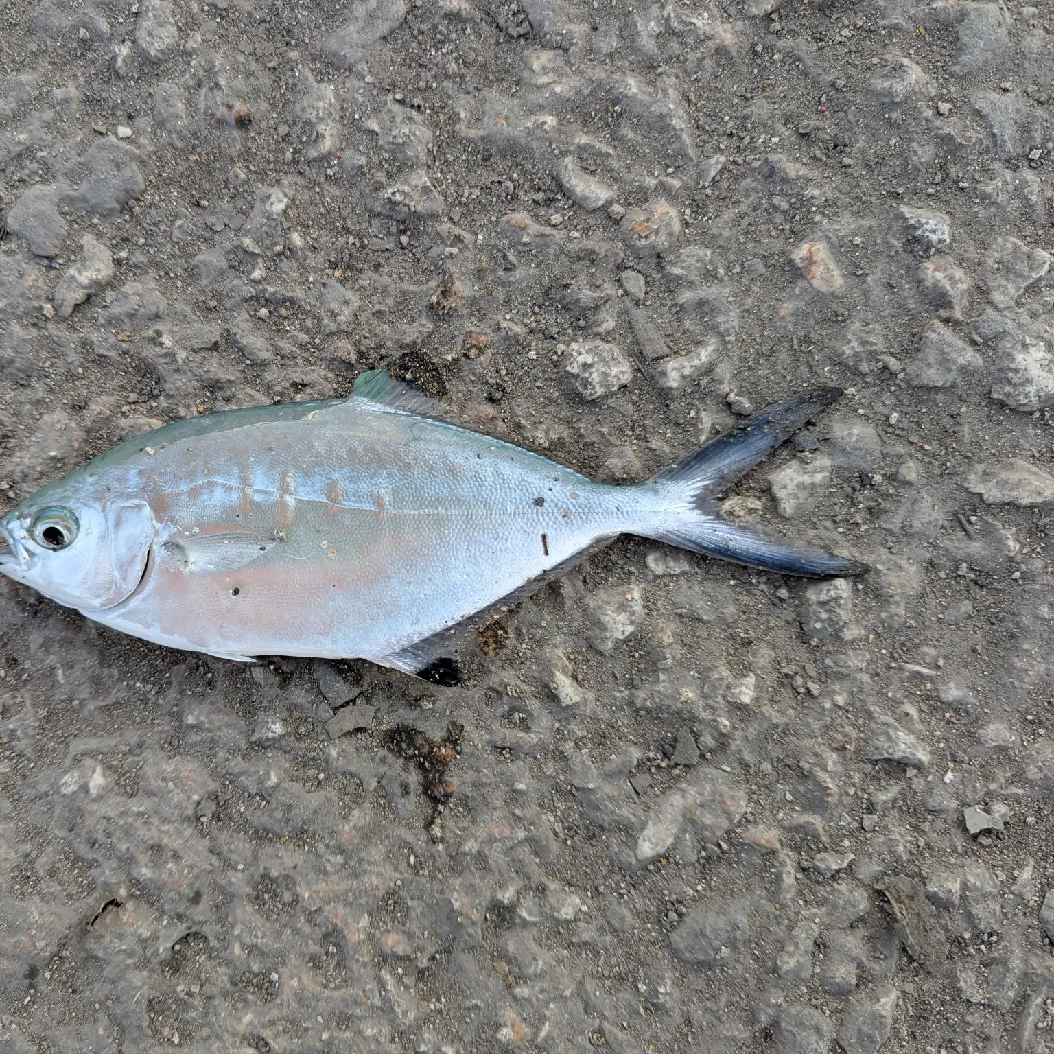 The most recent Shortfin pompano catches on Fishbrain
