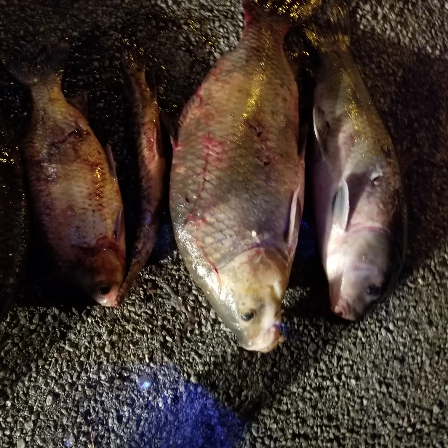 recently logged catches